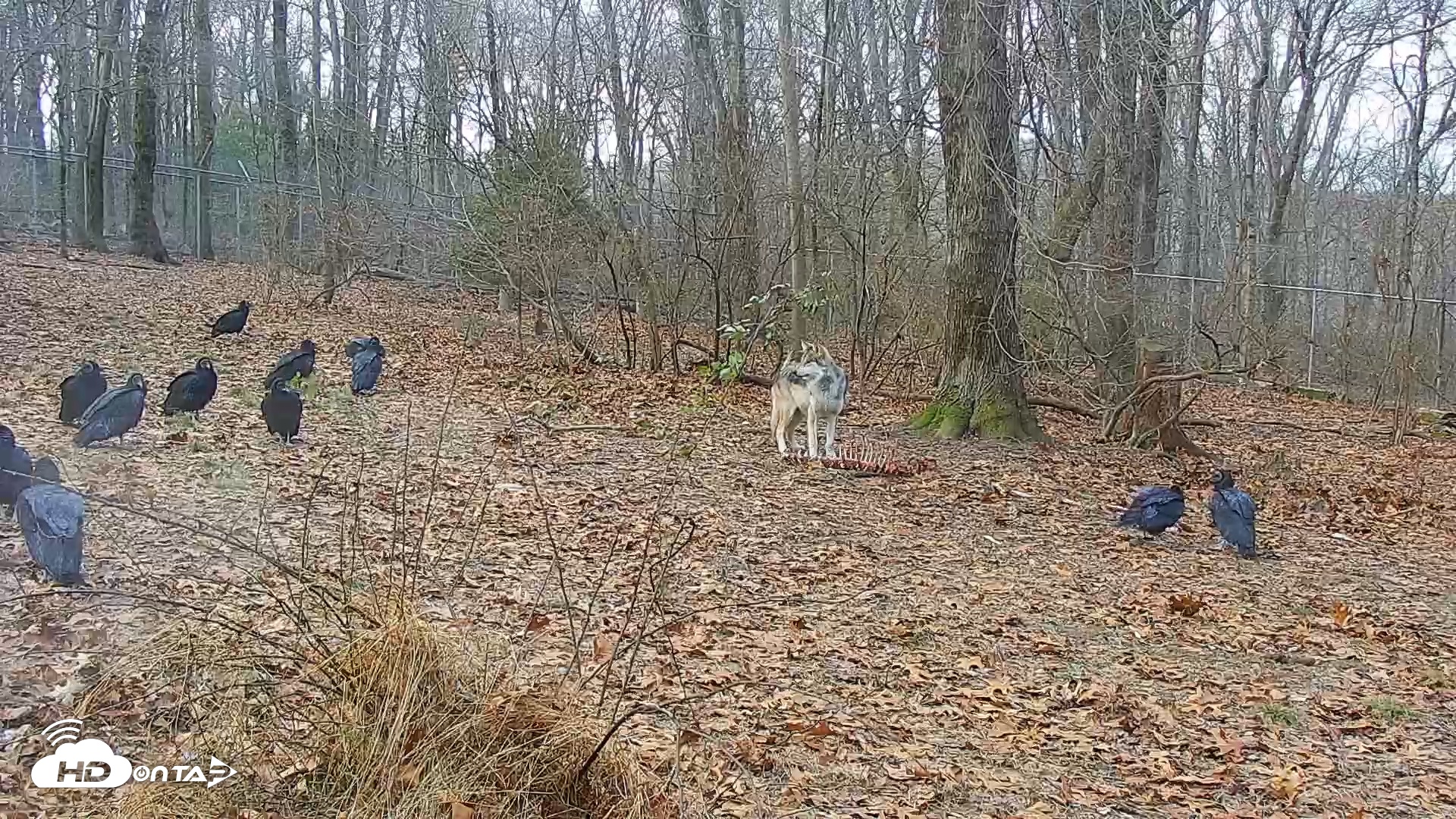 Snapshot of Wolf Center - Group 1 Wolves taken Dec 11, 2025, 8:26am EST