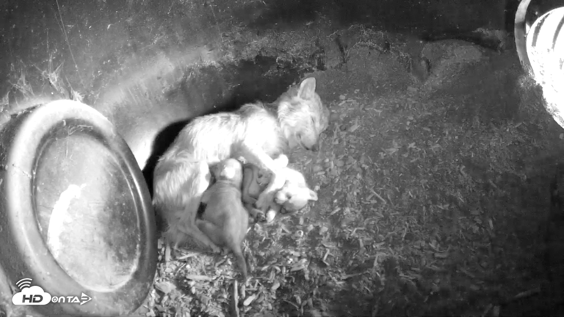 Snapshot of Wolf Center - Group 1 Wolves taken May 19, 2025, 2:12pm EDT