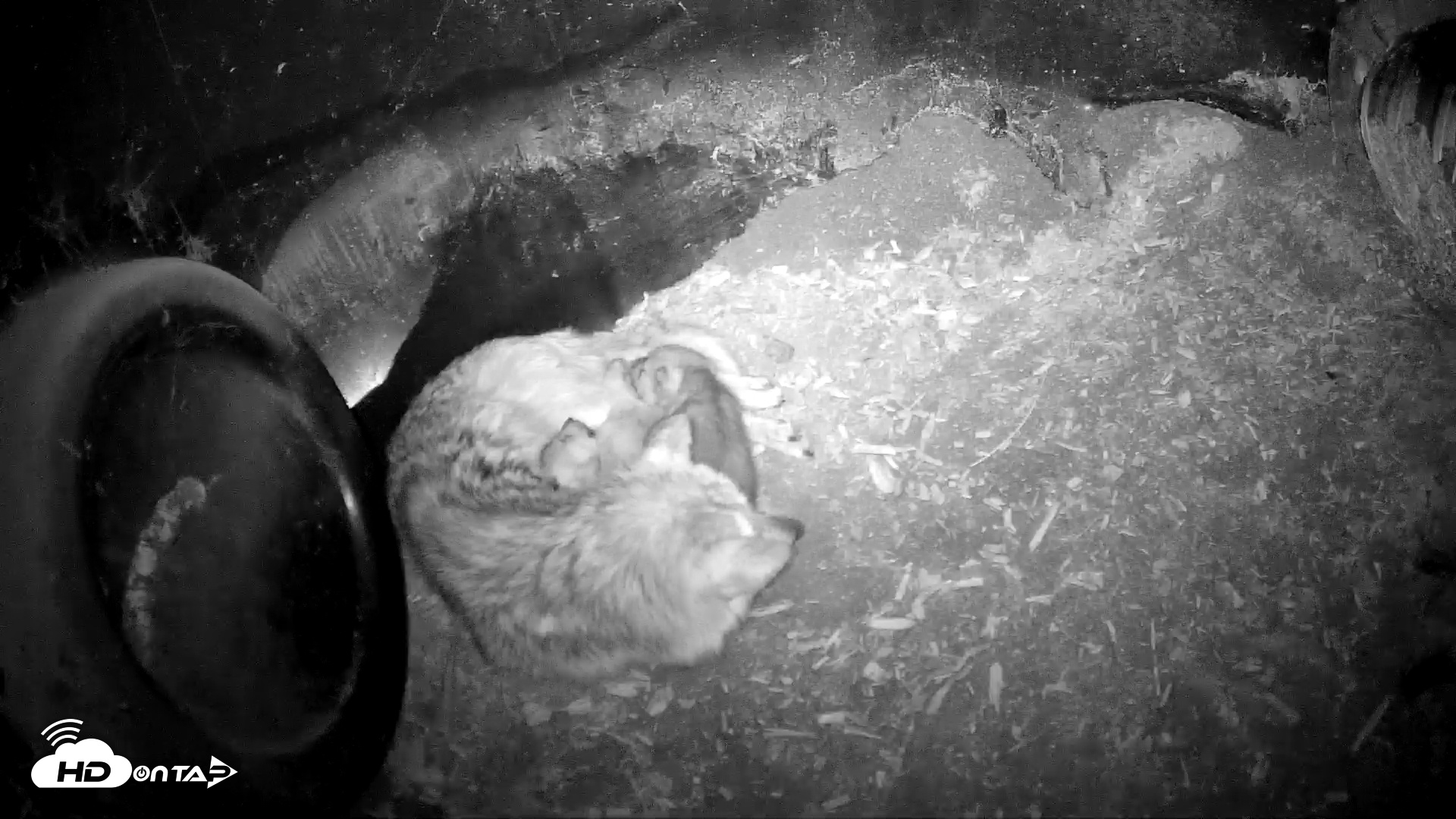 Snapshot of Wolf Center - Group 1 Wolves taken May 18, 2025, 8:24pm EDT