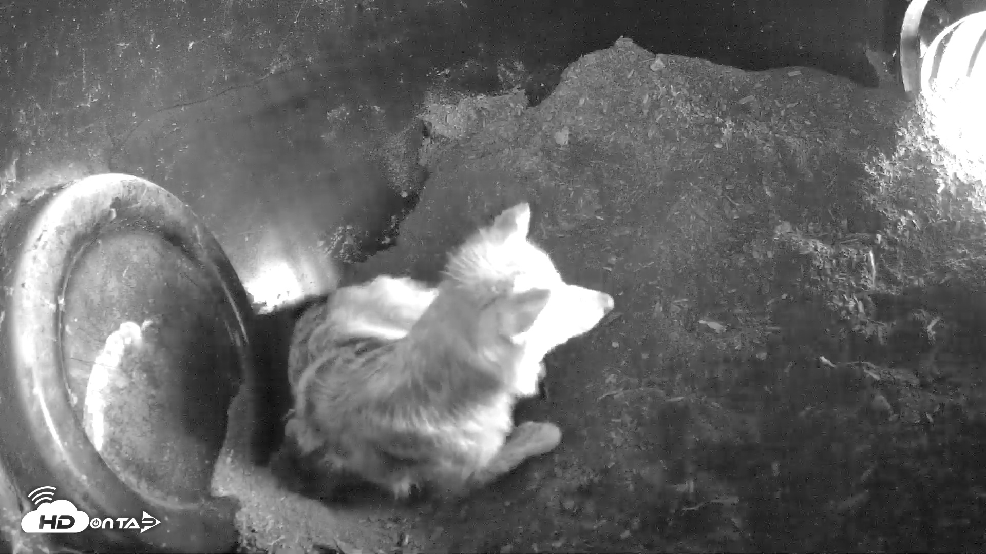 Snapshot of Wolf Center - Group 1 Wolves taken Apr 25, 2025, 9:51am EDT