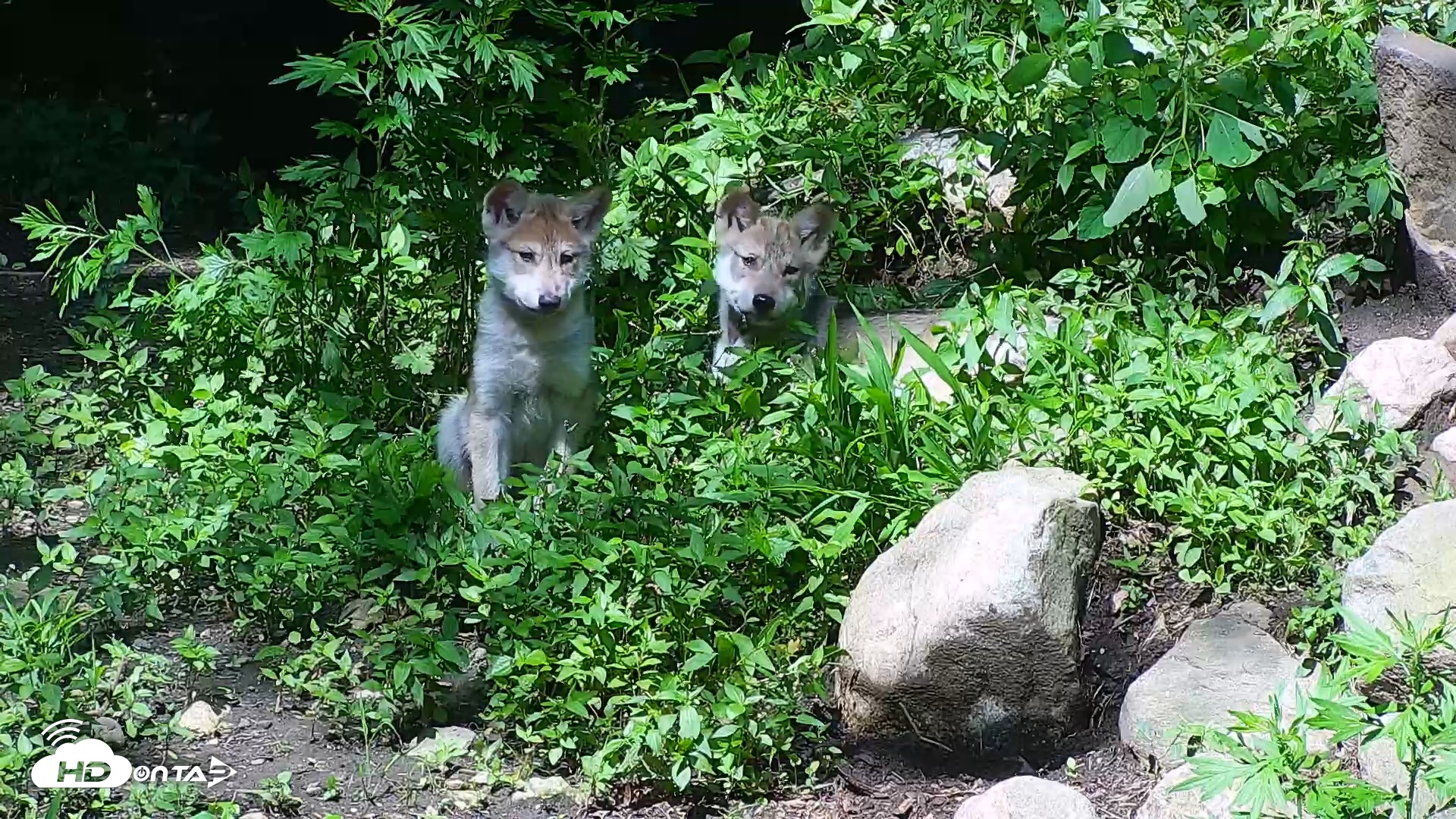 Snapshot of Wolf Center - Group 1 Wolves taken Jun 19, 2025, 10:22am EDT