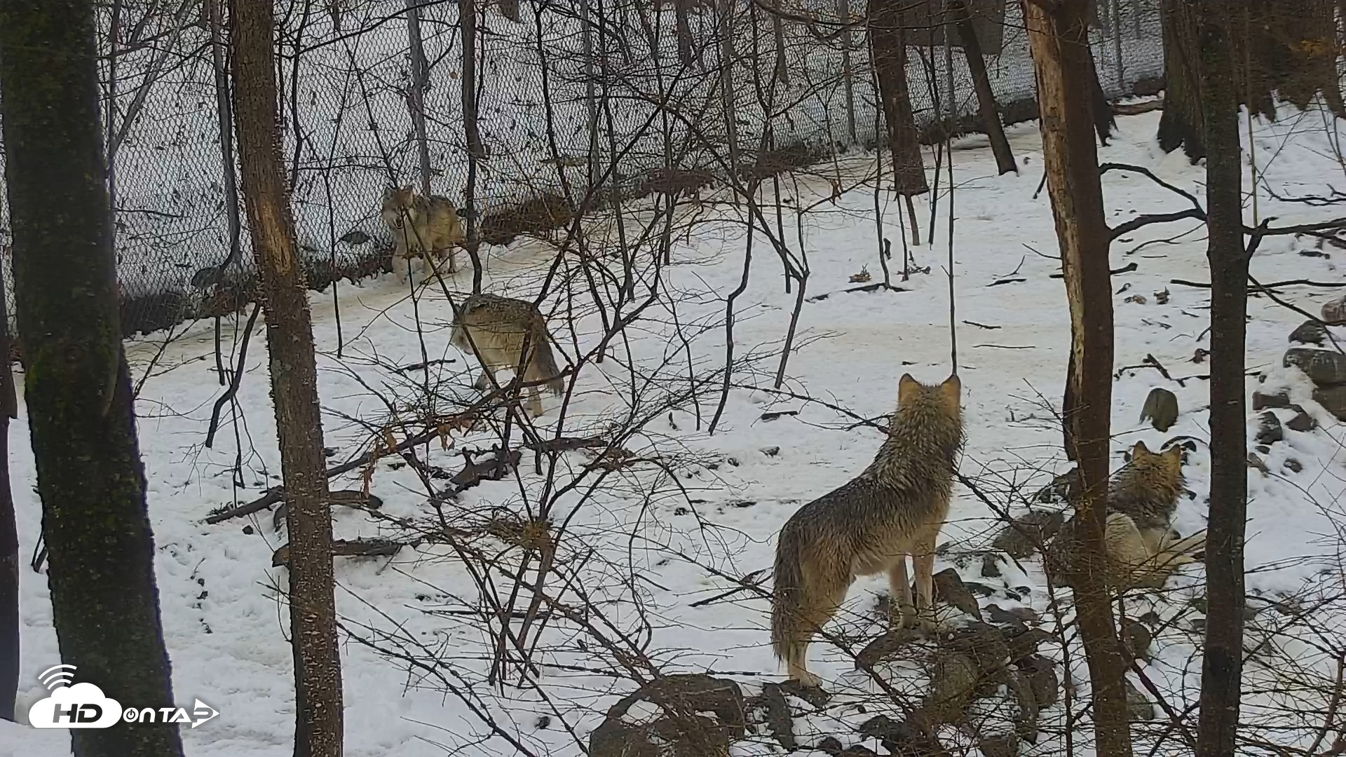 Snapshot of Wolf Center - Group 1 Wolves taken Feb 13, 2025, 10:20am EST