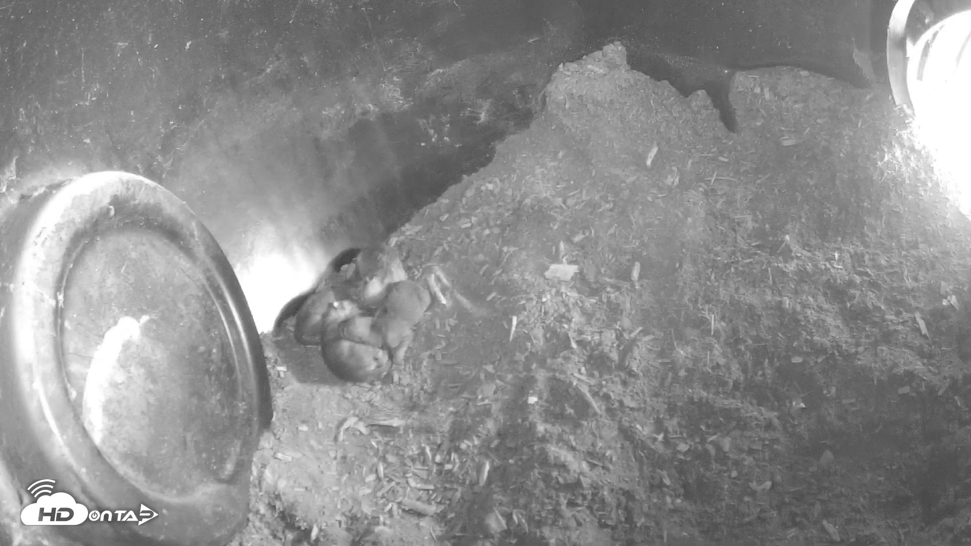 Snapshot of Wolf Center - Group 1 Wolves taken Apr 30, 2025, 9:24am EDT