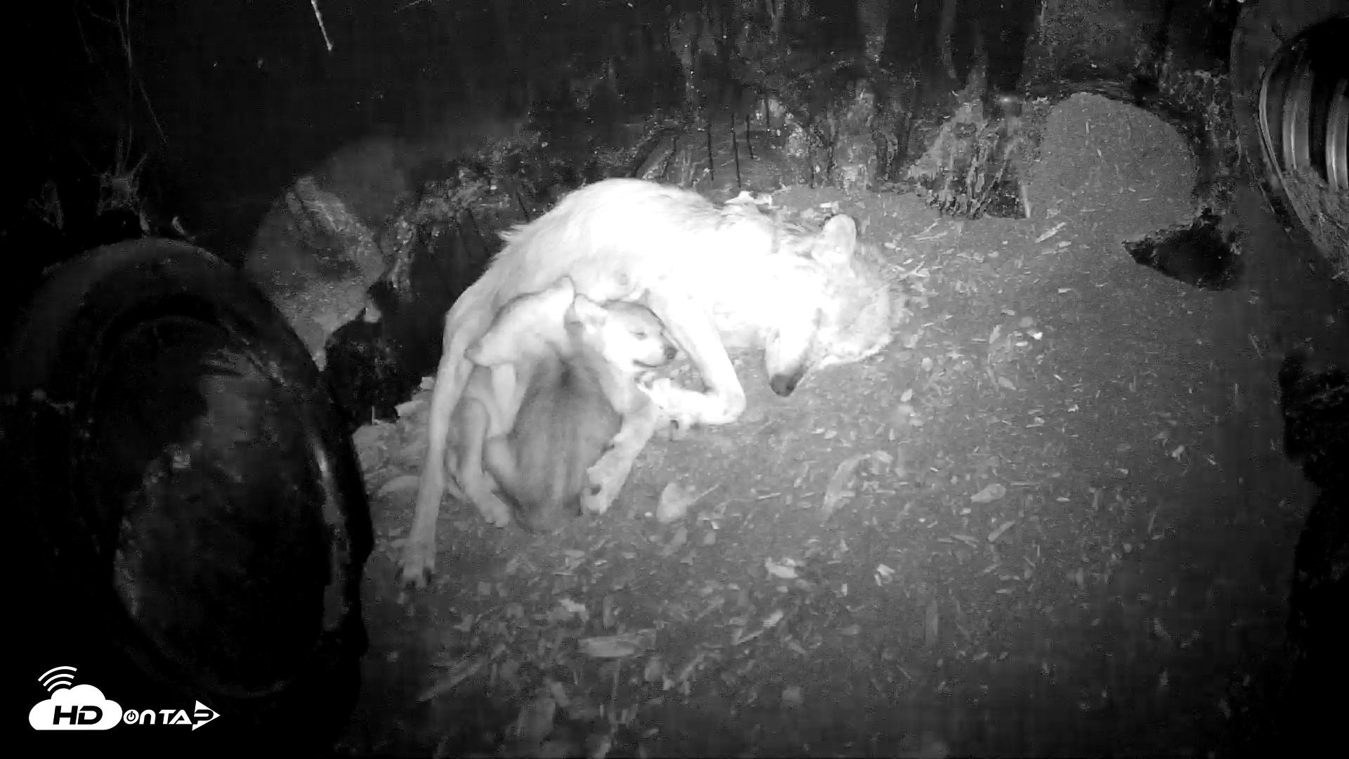 Snapshot of Wolf Center - Group 1 Wolves taken May 31, 2025, 11:31pm EDT
