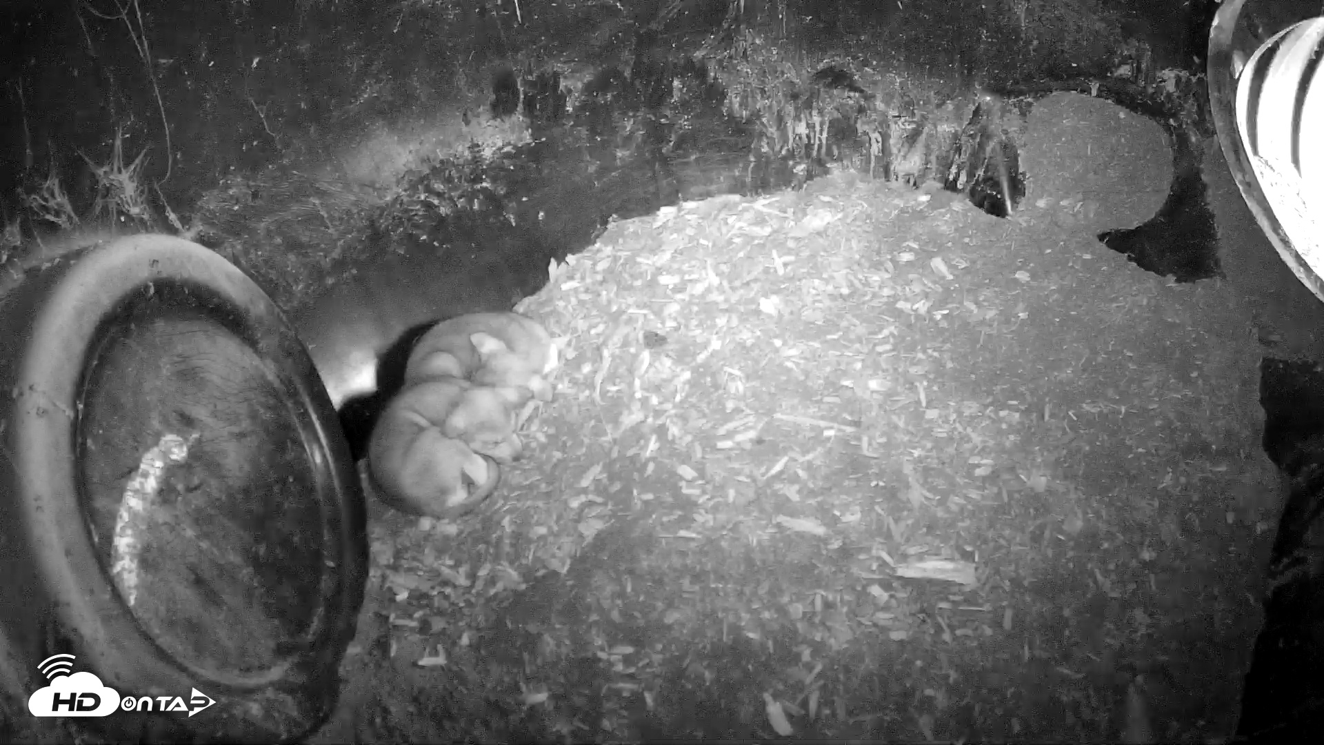 Snapshot of Wolf Center - Group 1 Wolves taken May 27, 2025, 7:11am EDT