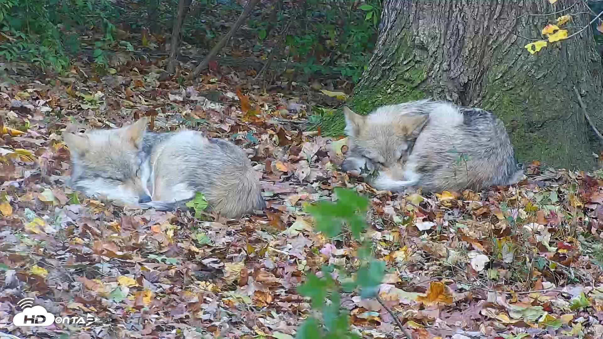 Snapshot of Wolf Center - Group 1 Wolves taken Nov 1, 2025, 3:37pm EDT