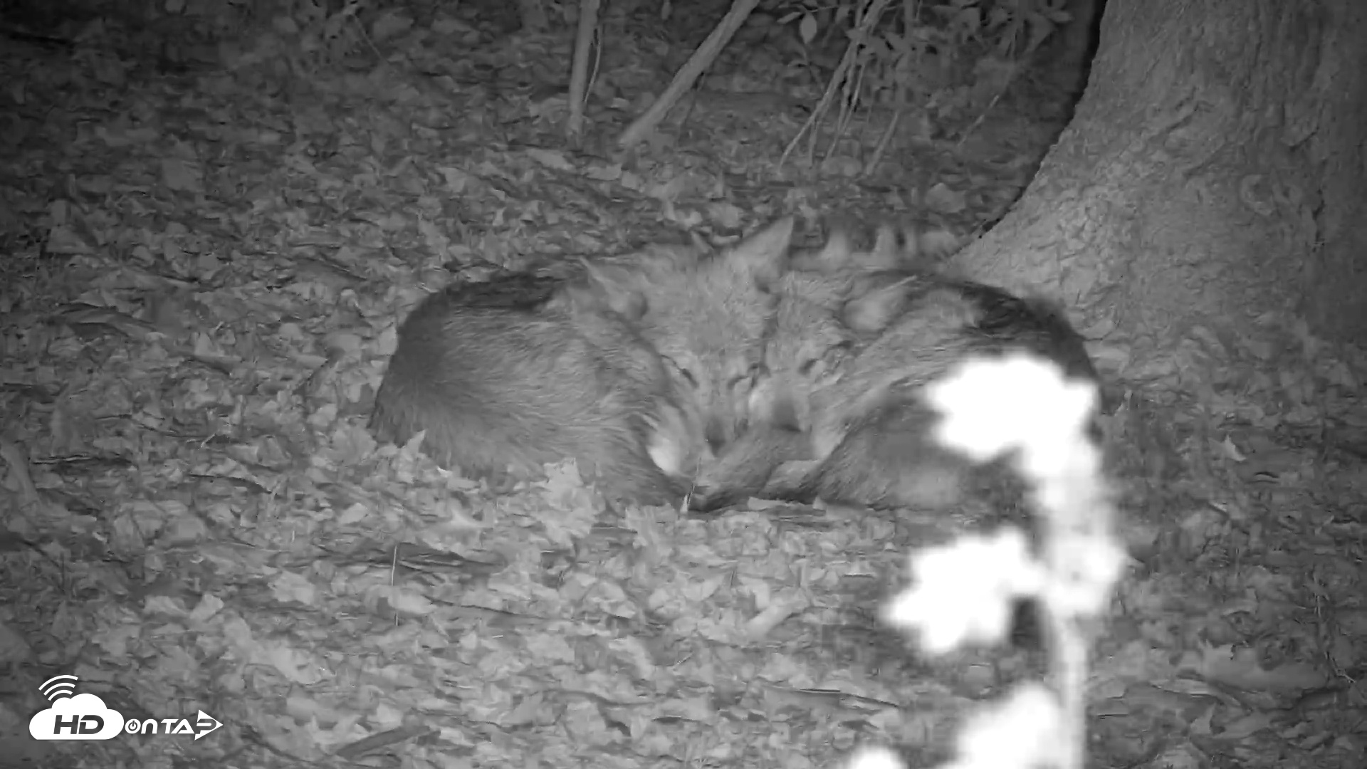 Snapshot of Wolf Center - Group 1 Wolves taken Oct 31, 2025, 11:48pm EDT