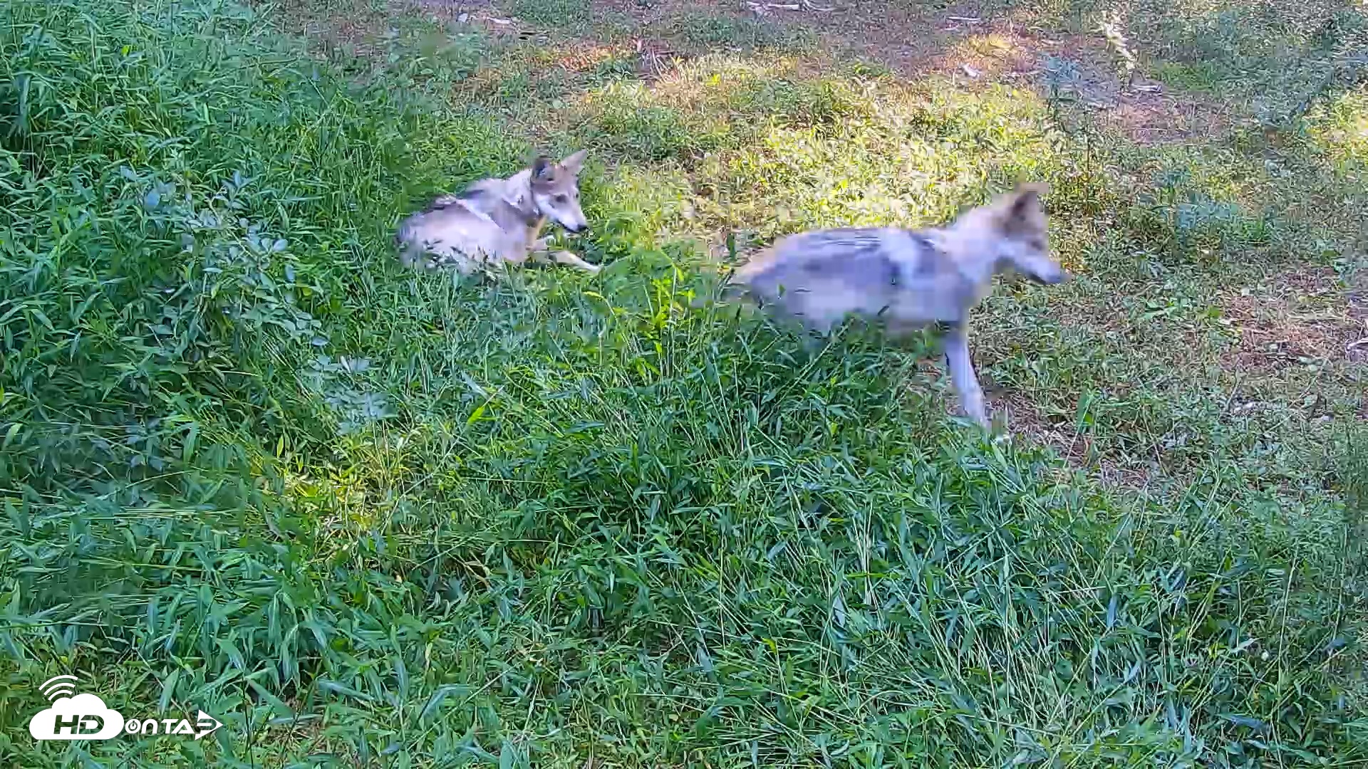 Snapshot of Wolf Center - Group 1 Wolves taken Sep 3, 2025, 5:38pm EDT