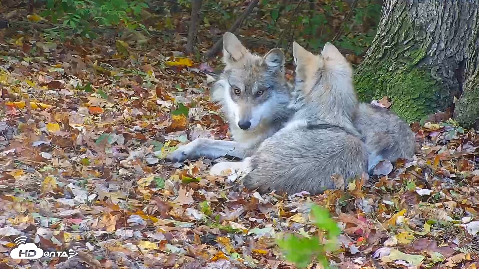Snapshot of Wolf Center - Group 1 Wolves taken Nov 1, 2025, 8:40am EDT