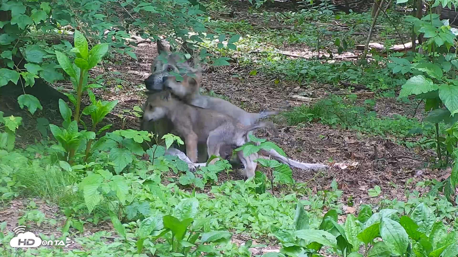 Snapshot of Wolf Center - Group 1 Wolves taken May 30, 2025, 12:55pm EDT