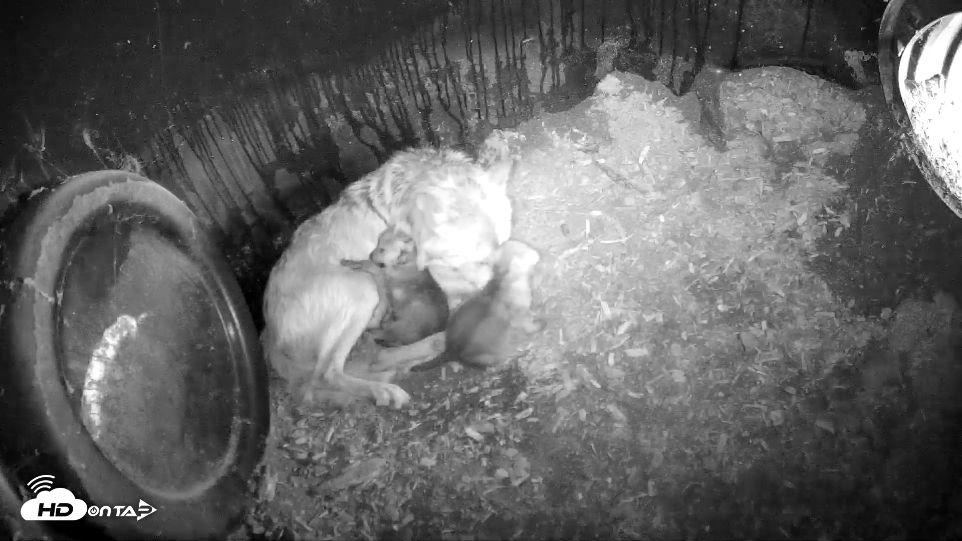 Snapshot of Wolf Center - Group 1 Wolves taken May 9, 2025, 2:15pm EDT