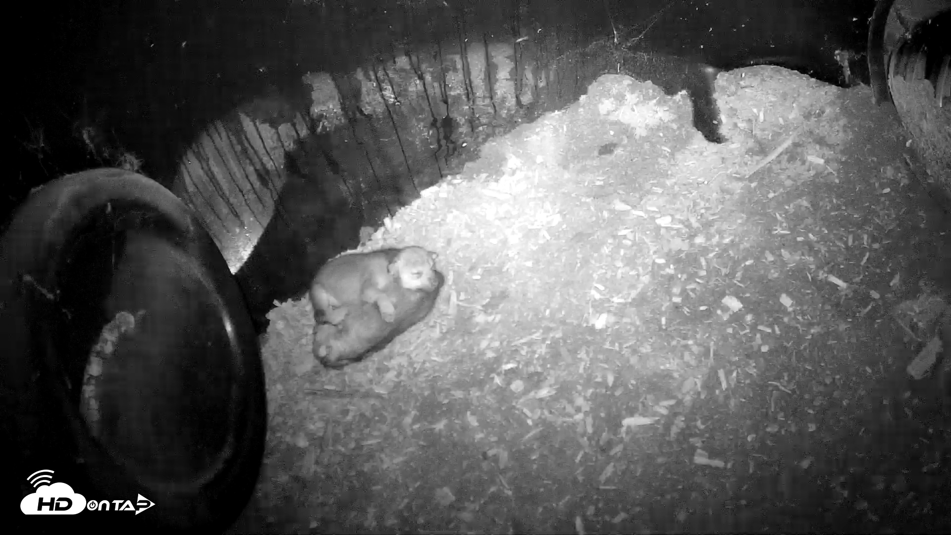 Snapshot of Wolf Center - Group 1 Wolves taken May 14, 2025, 8:56pm EDT