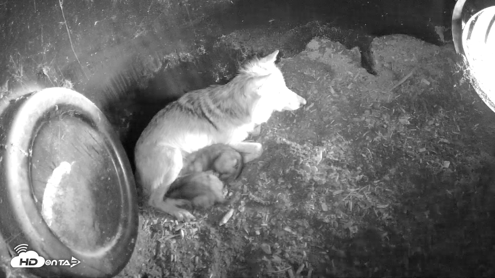 Snapshot of Wolf Center - Group 1 Wolves taken May 13, 2025, 9:50am EDT