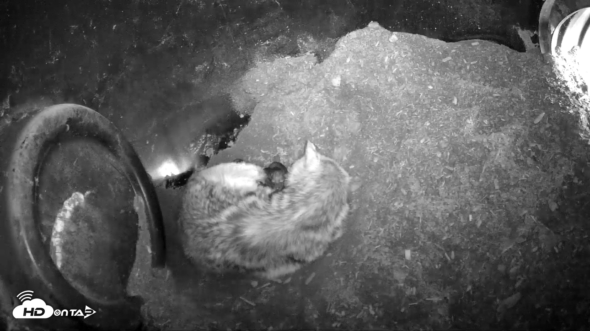 Snapshot of Wolf Center - Group 1 Wolves taken Apr 25, 2025, 7:03am EDT