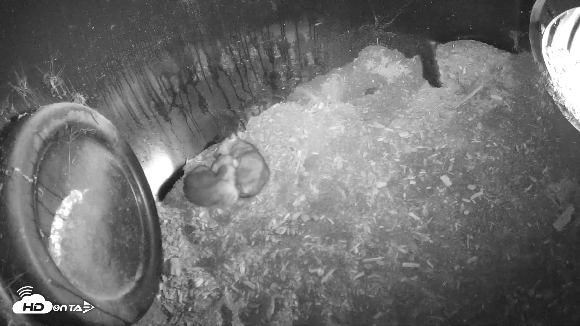Snapshot of Wolf Center - Group 1 Wolves taken May 15, 2025, 8:15am EDT