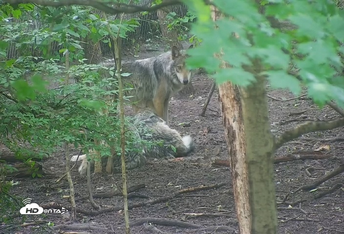 Snapshot of Wolf Center - Group 1 Wolves taken Jun 8, 2025, 8:36am EDT