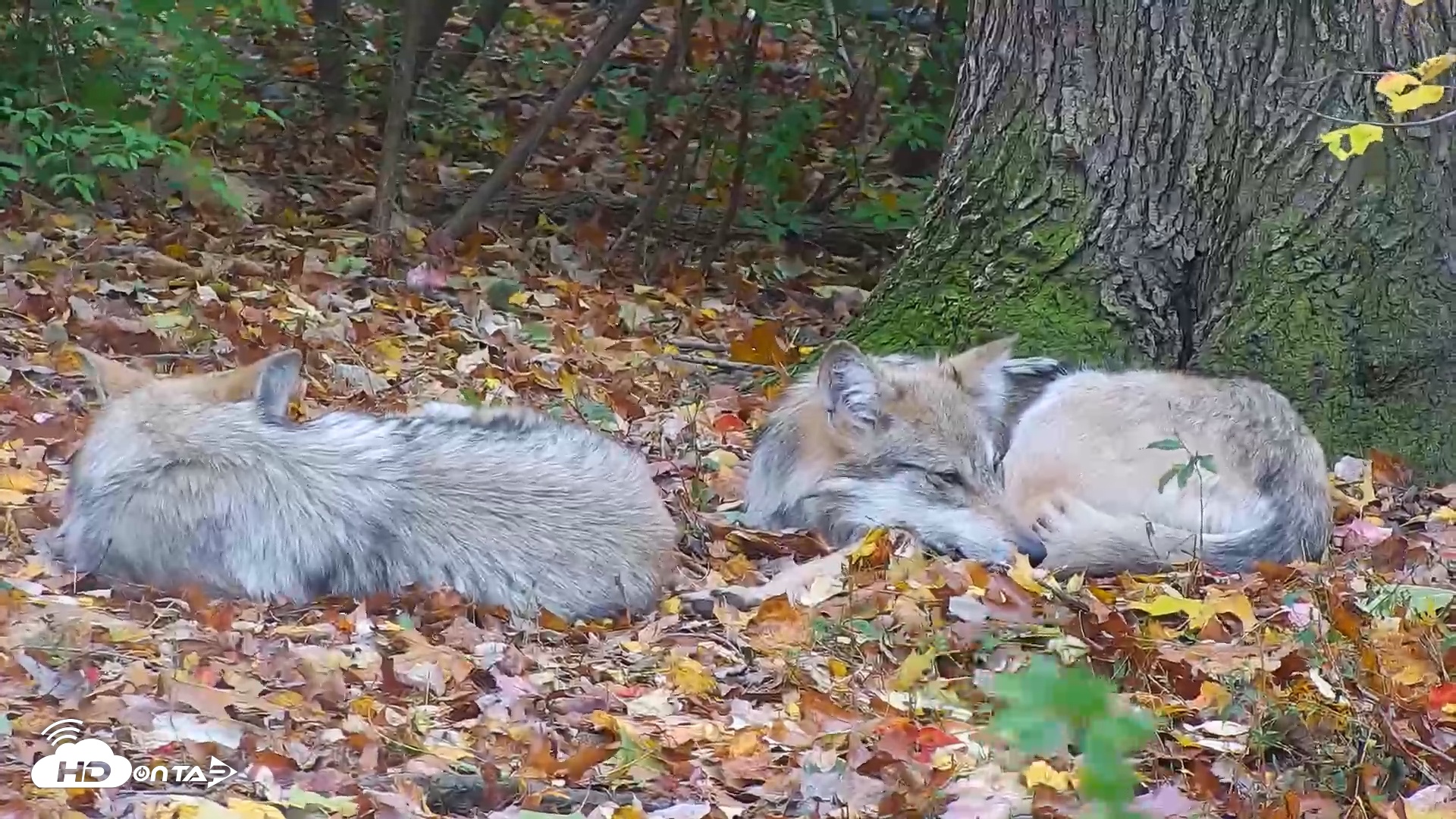 Snapshot of Wolf Center - Group 1 Wolves taken Oct 31, 2025, 4:07pm EDT