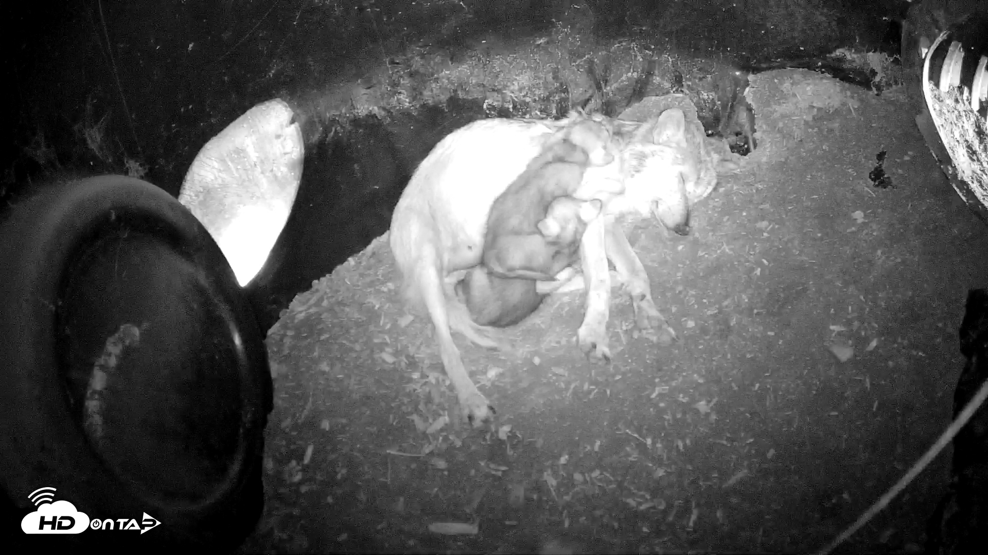Snapshot of Wolf Center - Group 1 Wolves taken May 20, 2025, 11:16pm EDT
