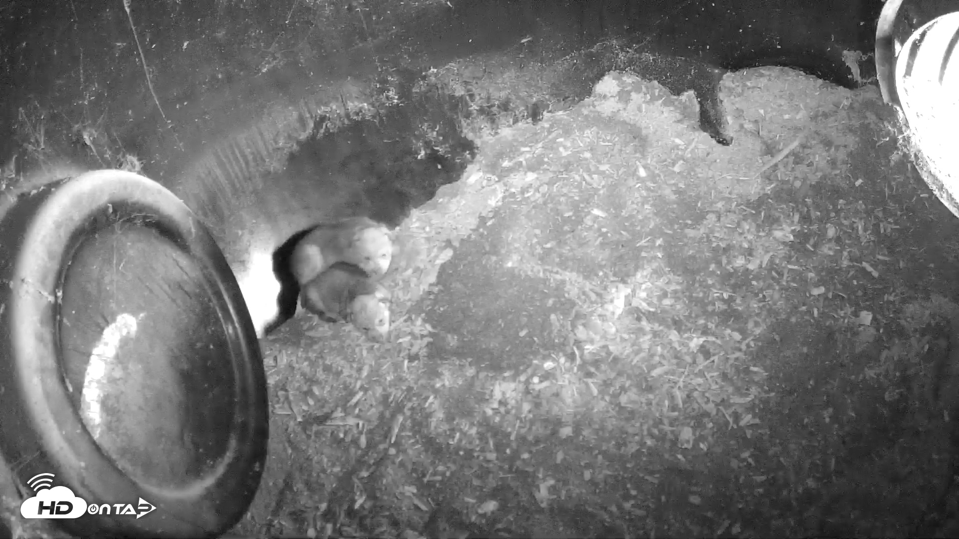 Snapshot of Wolf Center - Group 1 Wolves taken May 13, 2025, 9:37am EDT