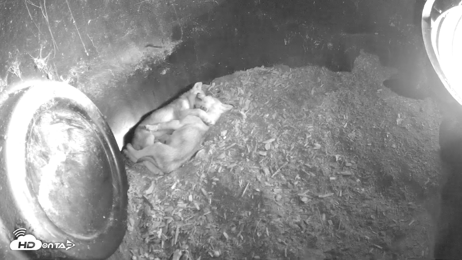 Snapshot of Wolf Center - Group 1 Wolves taken Jun 5, 2025, 8:45am EDT
