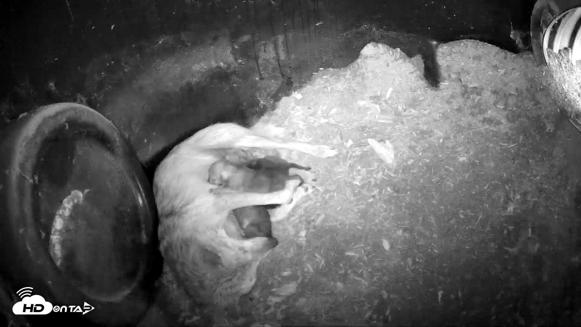 Snapshot of Wolf Center - Group 1 Wolves taken May 4, 2025, 4:52pm EDT