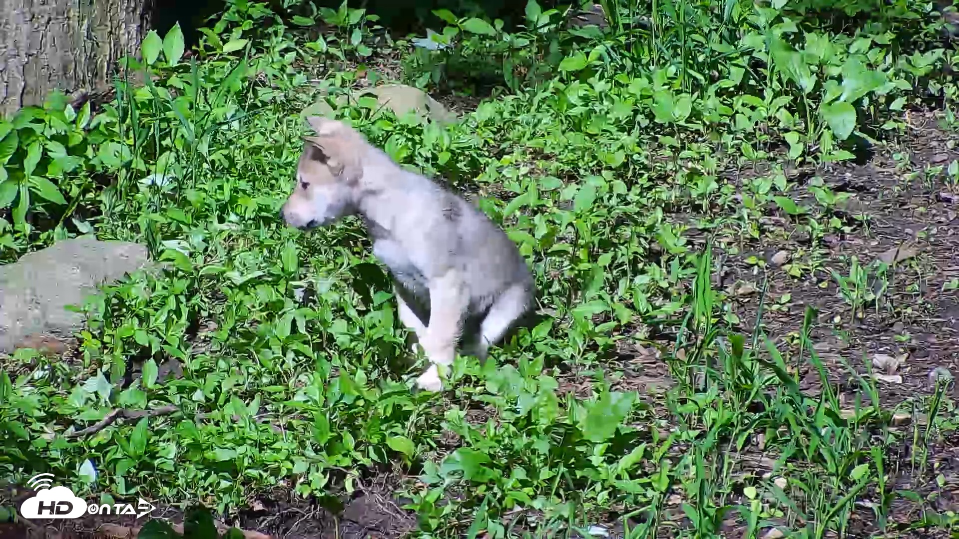 Snapshot of Wolf Center - Group 1 Wolves taken Jun 1, 2025, 9:09am EDT