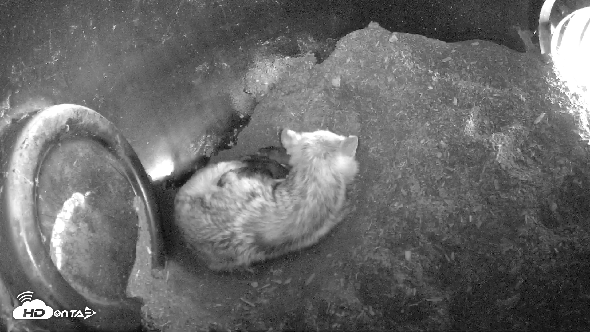 Snapshot of Wolf Center - Group 1 Wolves taken Apr 25, 2025, 8:29am EDT