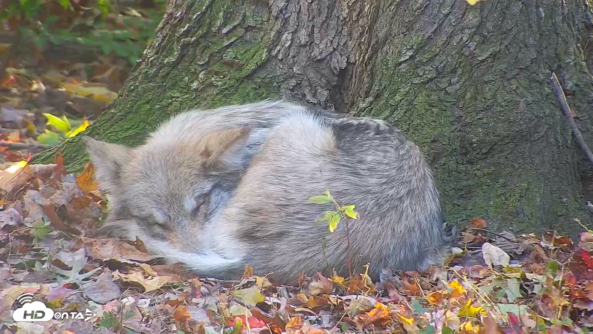 Snapshot of Wolf Center - Group 1 Wolves taken Nov 1, 2025, 4:59pm EDT
