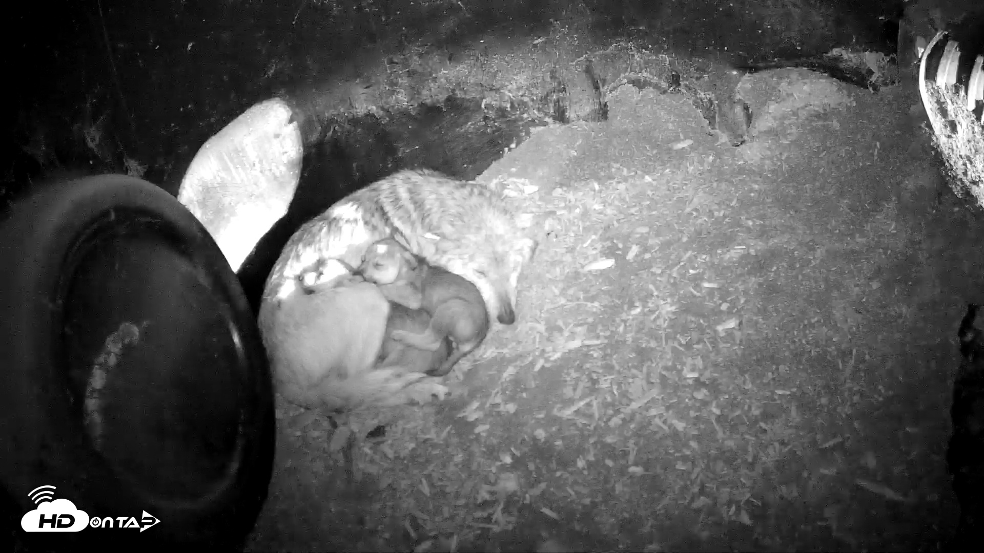Snapshot of Wolf Center - Group 1 Wolves taken May 19, 2025, 9:13pm EDT