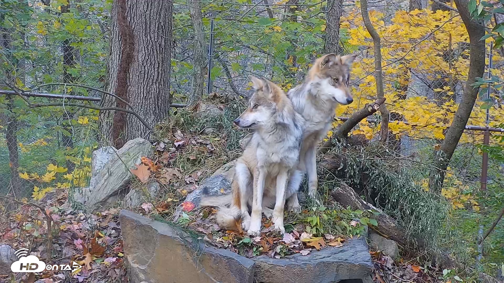 Snapshot of Wolf Center - Group 1 Wolves taken Nov 2, 2025, 6:56am EST