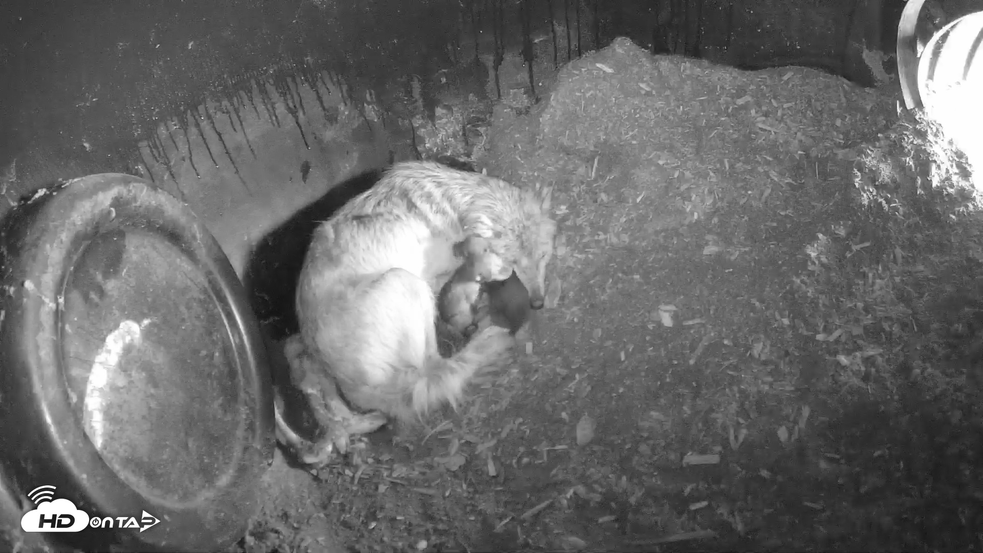 Snapshot of Wolf Center - Group 1 Wolves taken Apr 27, 2025, 9:07am EDT