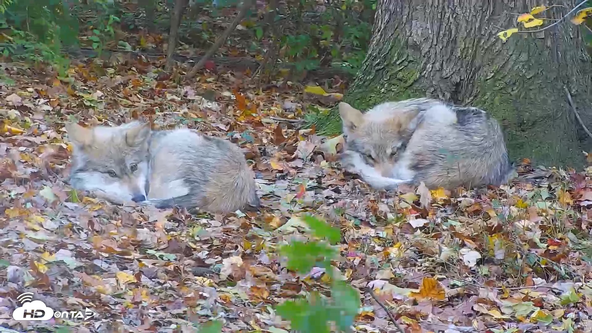 Snapshot of Wolf Center - Group 1 Wolves taken Nov 1, 2025, 3:35pm EDT