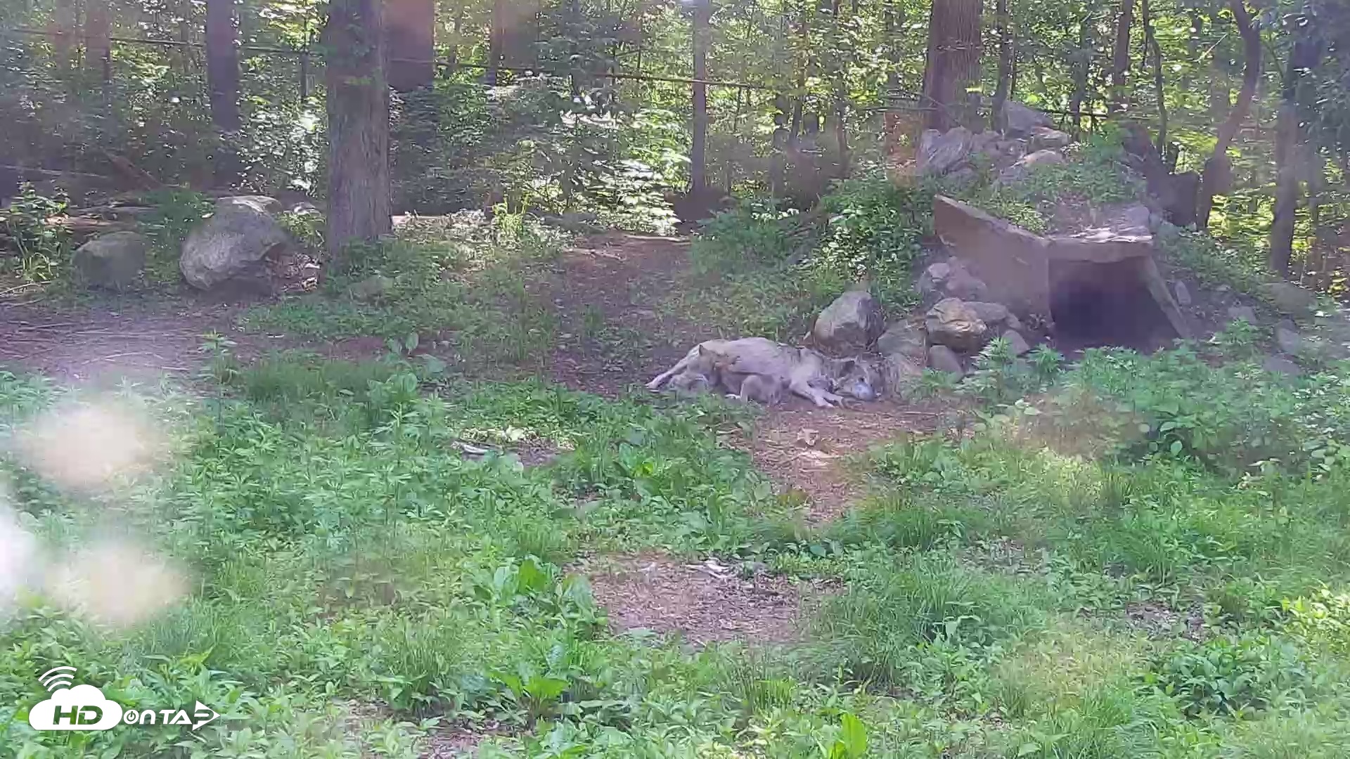 Snapshot of Wolf Center - Group 1 Wolves taken Jun 3, 2025, 3:37pm EDT