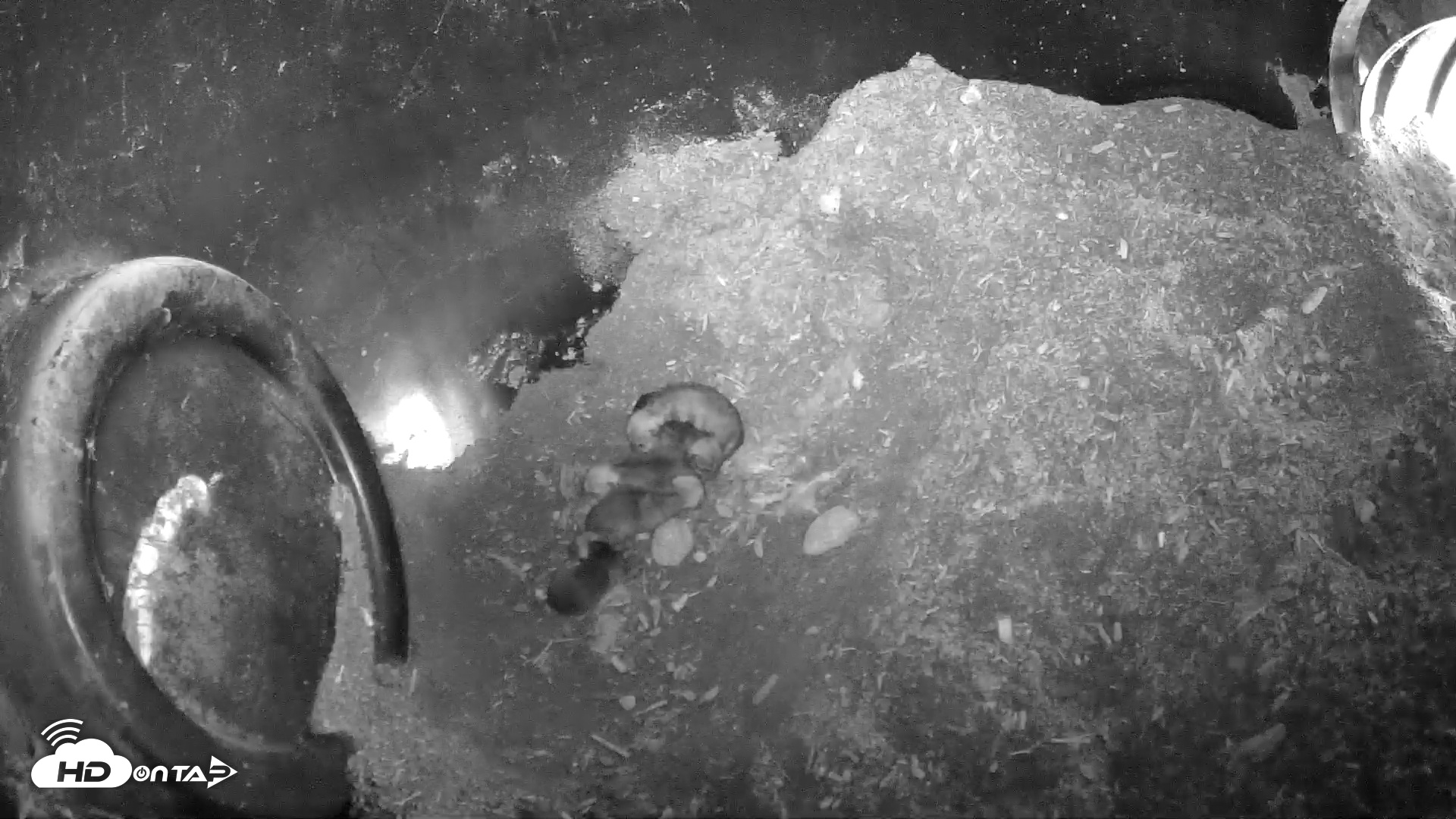 Snapshot of Wolf Center - Group 1 Wolves taken Apr 25, 2025, 8:42am EDT