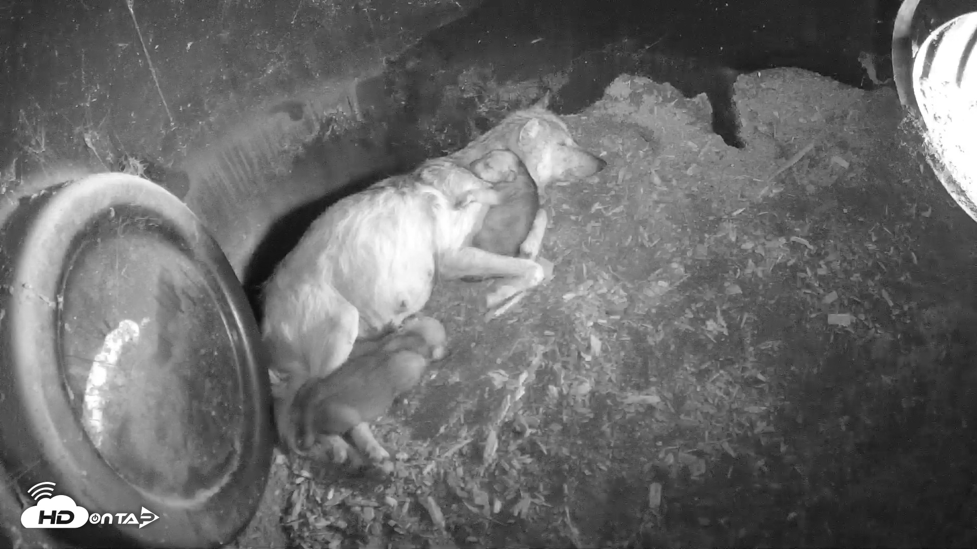 Snapshot of Wolf Center - Group 1 Wolves taken May 13, 2025, 3:57pm EDT