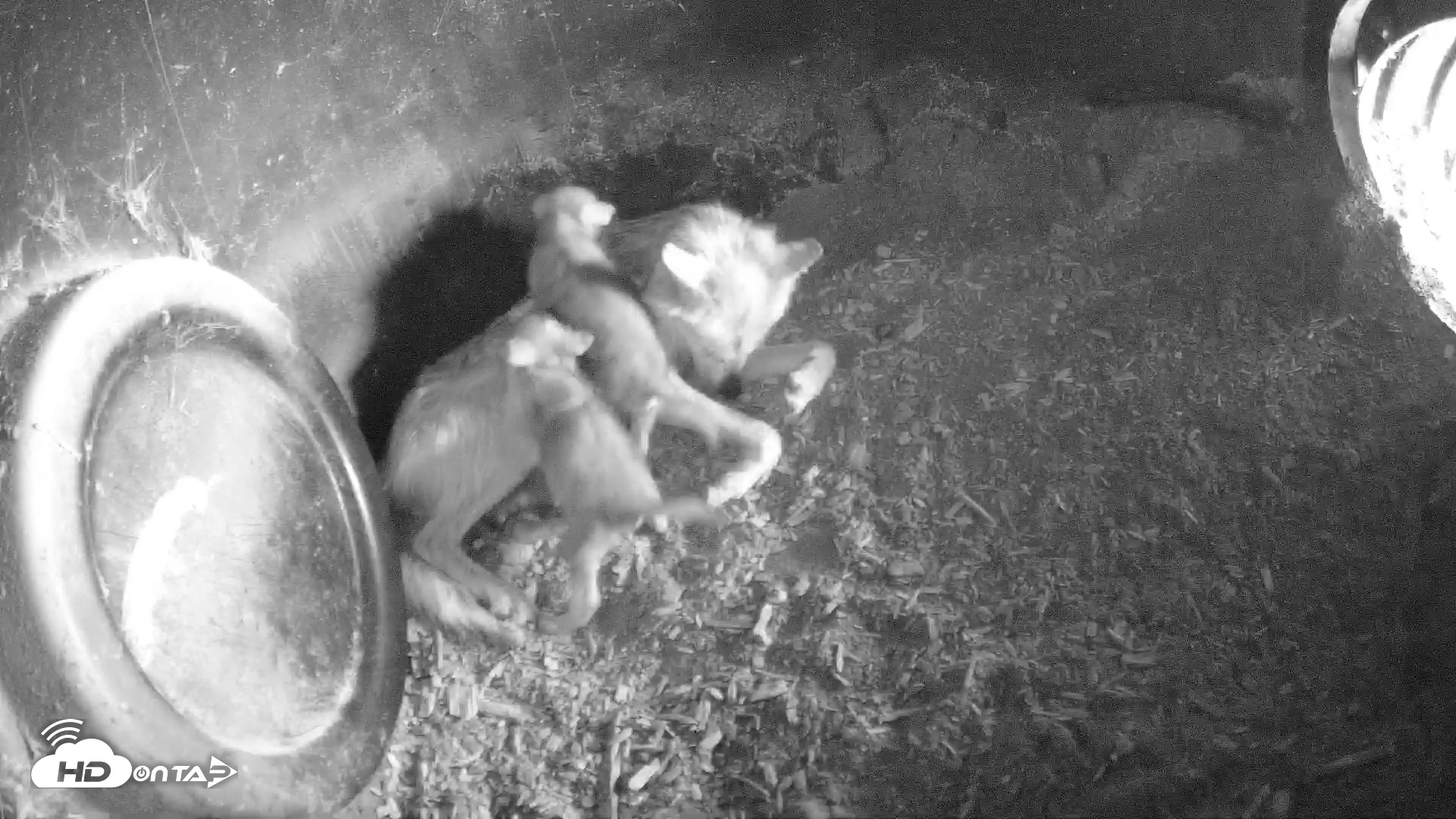 Snapshot of Wolf Center - Group 1 Wolves taken May 19, 2025, 12:55pm EDT
