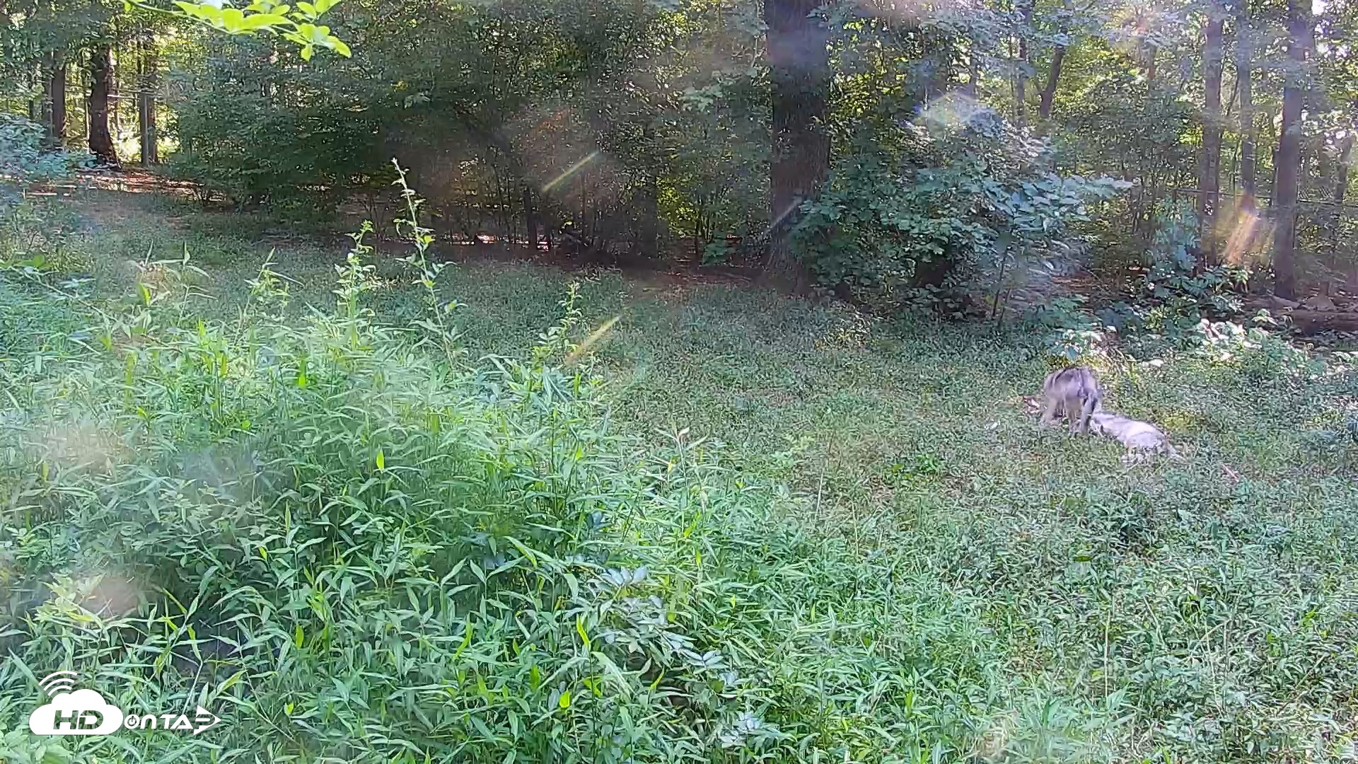 Snapshot of Wolf Center - Group 1 Wolves taken Aug 10, 2025, 4:58pm EDT
