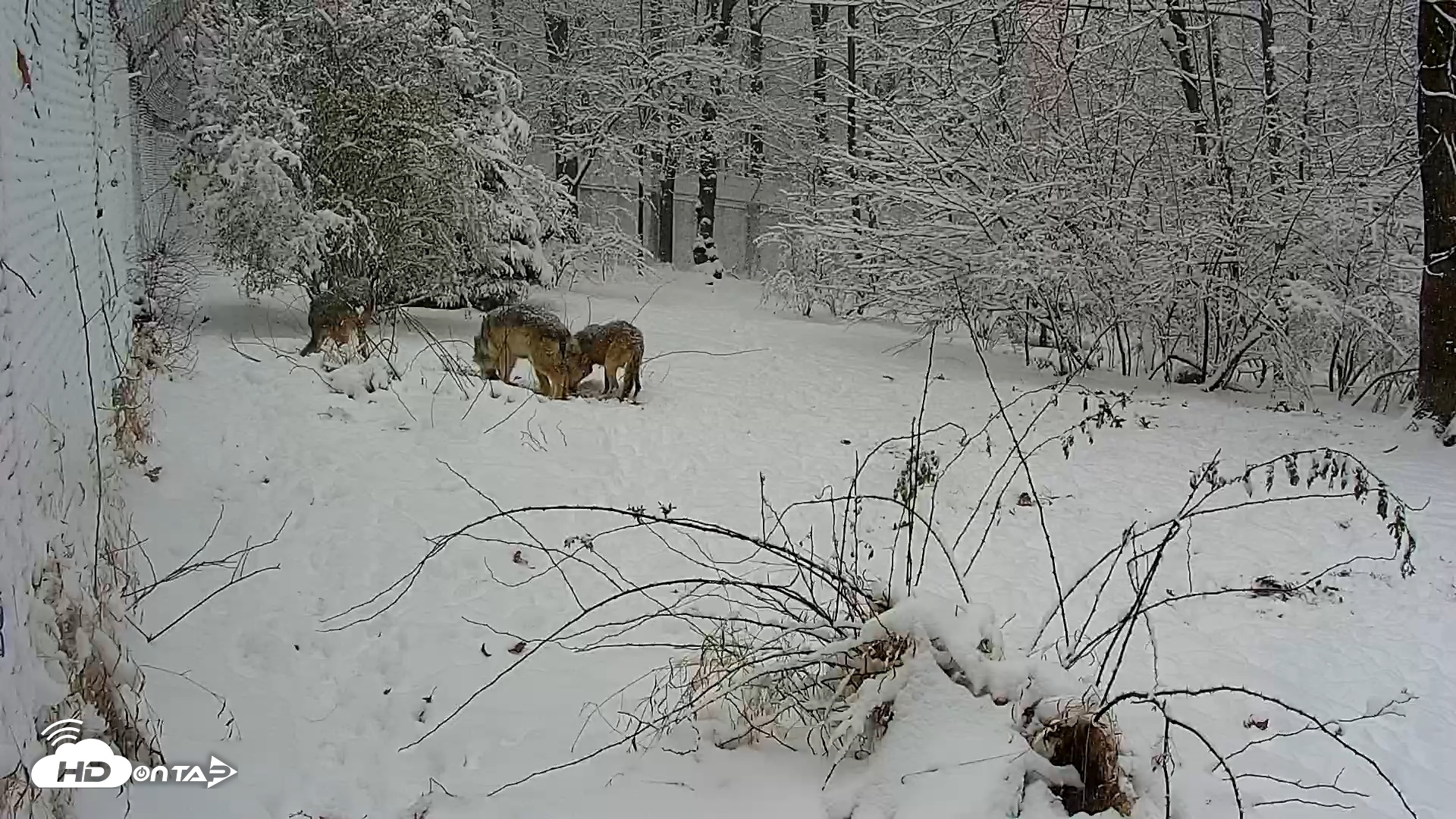 Snapshot of Wolf Center - Group 1 Wolves taken Dec 14, 2025, 10:55am EST