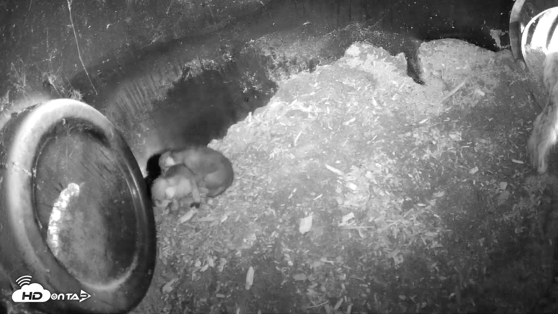 Snapshot of Wolf Center - Group 1 Wolves taken May 13, 2025, 10:23am EDT