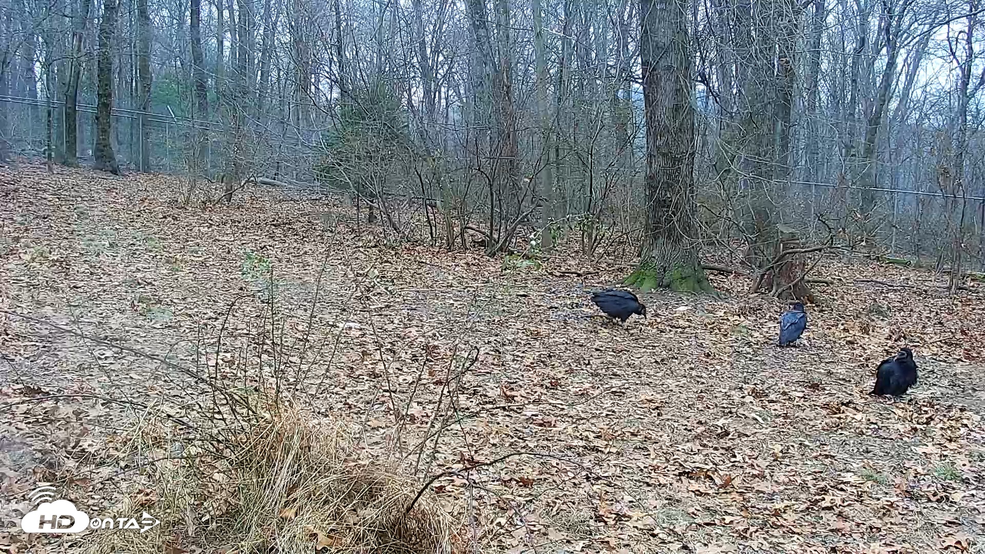 Snapshot of Wolf Center - Group 1 Wolves taken Dec 10, 2025, 9:47am EST