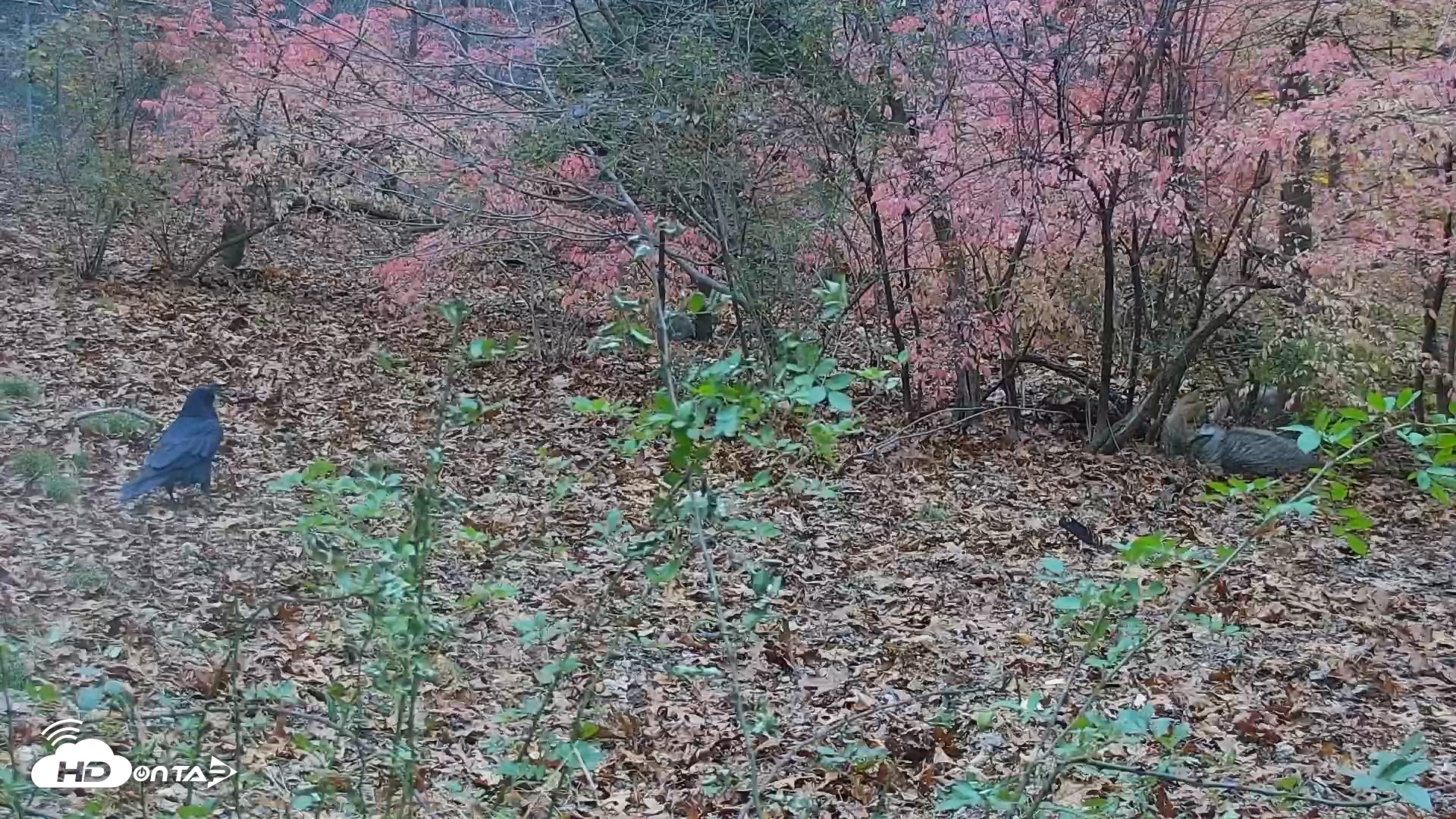 Snapshot of Wolf Center - Group 1 Wolves taken Nov 15, 2025, 4:21pm EST