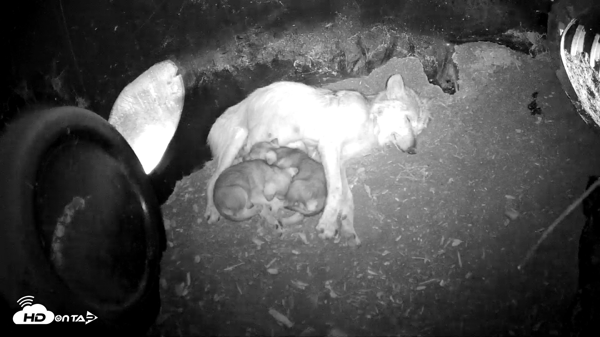 Snapshot of Wolf Center - Group 1 Wolves taken May 20, 2025, 9:07pm EDT
