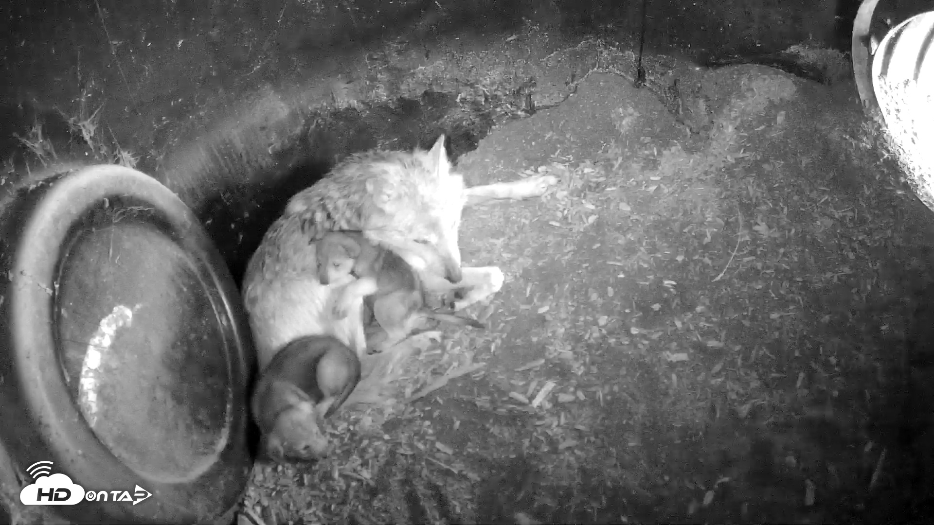 Snapshot of Wolf Center - Group 1 Wolves taken May 18, 2025, 8:01am EDT