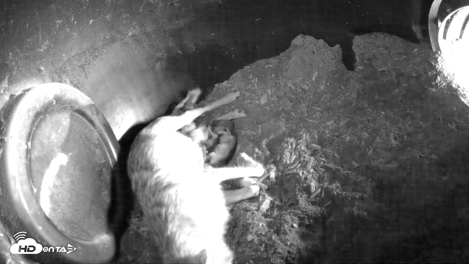 Snapshot of Wolf Center - Group 1 Wolves taken May 2, 2025, 1:40pm EDT