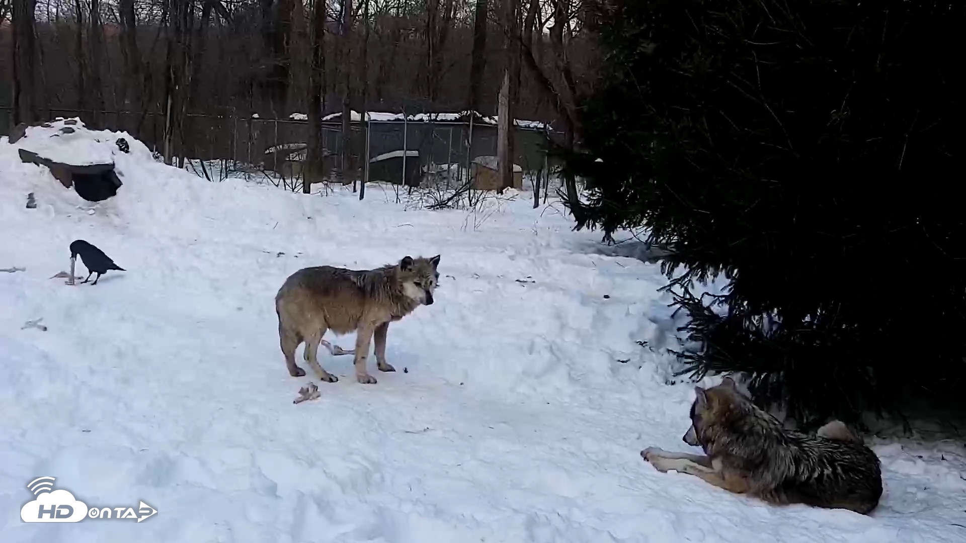 Snapshot of Wolf Center - Group 1 Wolves taken Feb 4, 2026, 7:30am EST