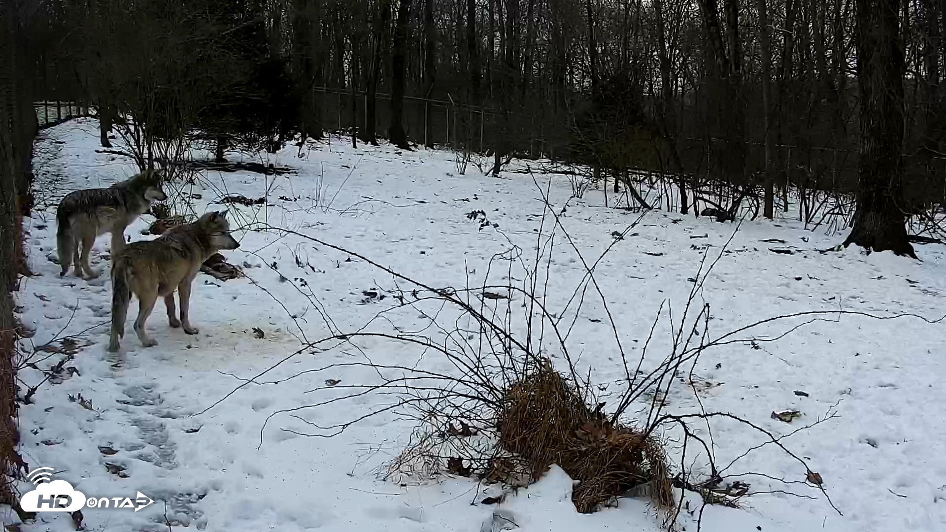 Snapshot of Wolf Center - Group 1 Wolves taken Dec 31, 2025, 8:02am EST