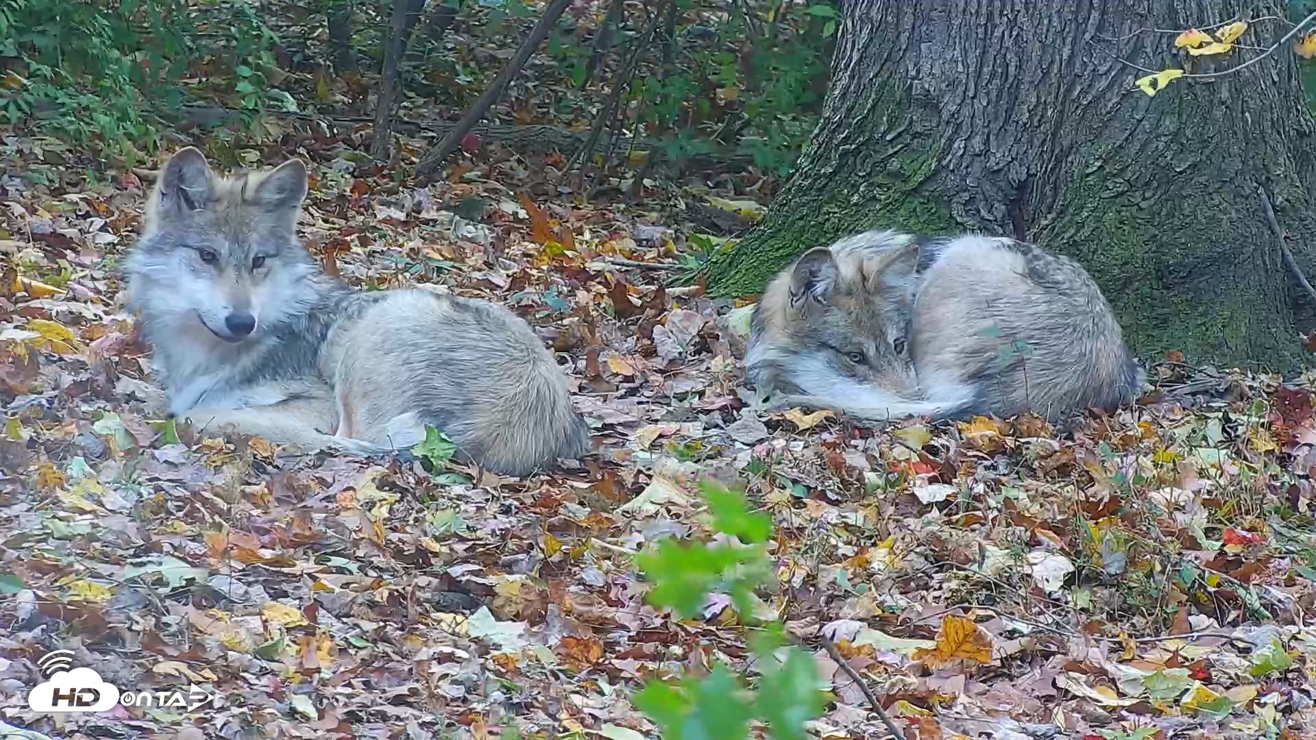 Snapshot of Wolf Center - Group 1 Wolves taken Nov 1, 2025, 4:10pm EDT