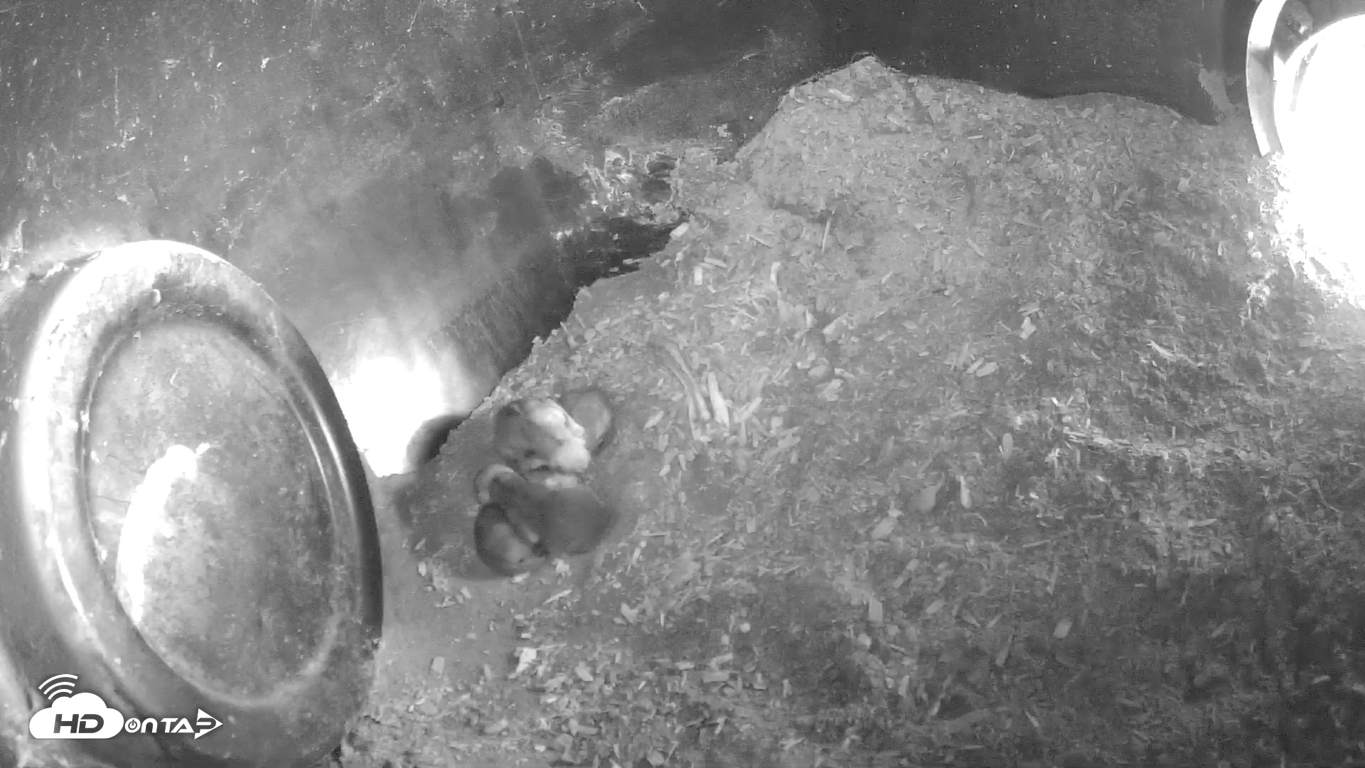 Snapshot of Wolf Center - Group 1 Wolves taken Apr 29, 2025, 8:45am EDT