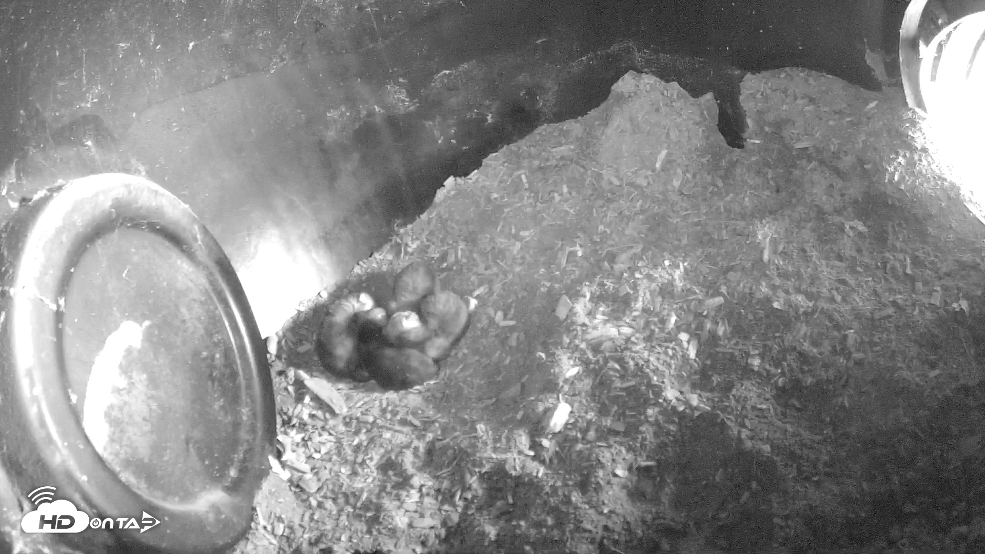 Snapshot of Wolf Center - Group 1 Wolves taken May 2, 2025, 9:55am EDT