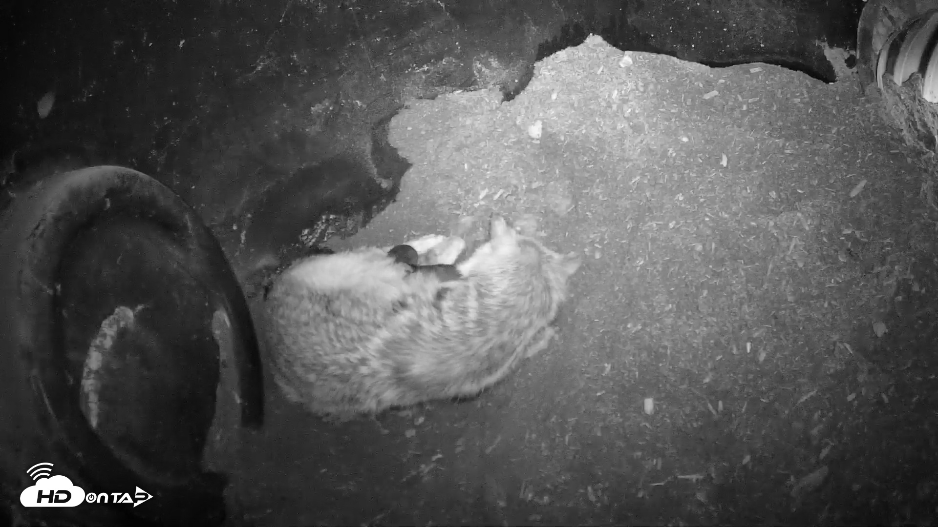 Snapshot of Wolf Center - Group 1 Wolves taken Apr 24, 2025, 7:35pm EDT